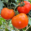 Red Rutgers Tomato Seeds – Lycopersicon Globe Determinate 8 oz Fruit Vegetable – photo 3