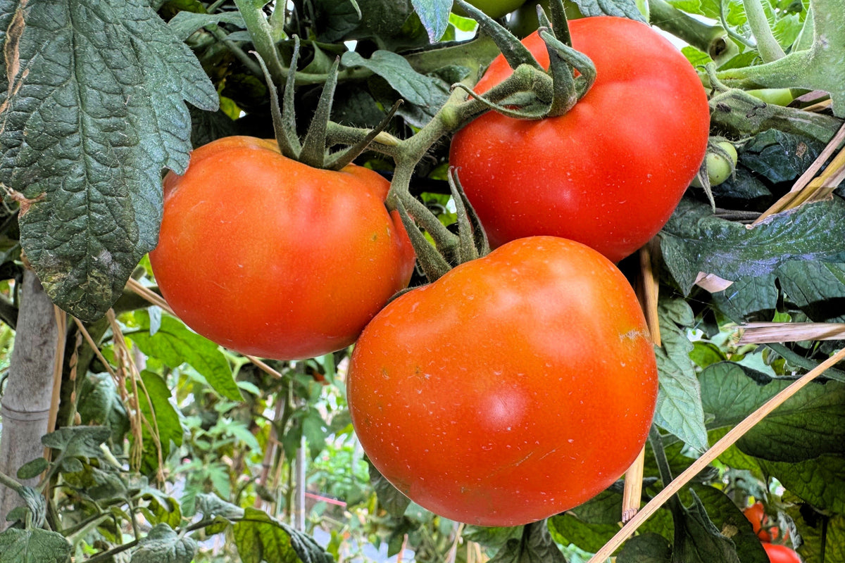Red Rutgers Tomato Seeds – Lycopersicon Globe Determinate 8 oz Fruit Vegetable – photo 3