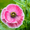 Pink & White Poppy Papaver Somniferum Flower Seeds – photo 2