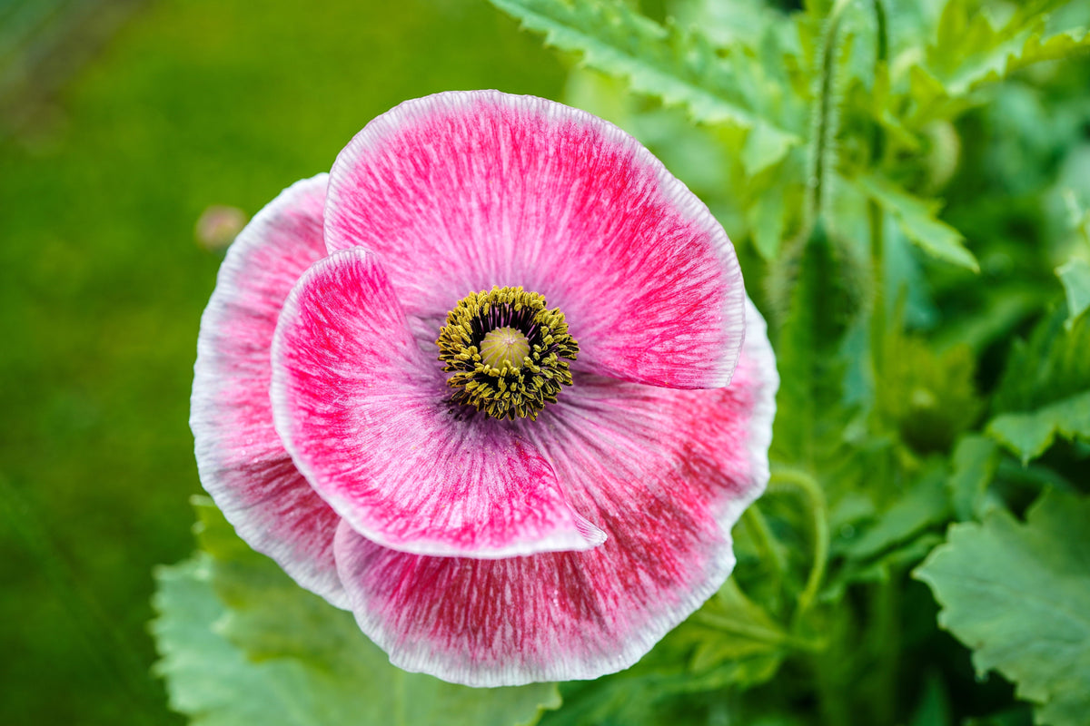 Pink & White Poppy Papaver Somniferum Flower Seeds – photo 2