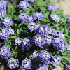 Wonderland Blue Alyssum Seeds – Lobularia Maritima Flower – photo 4