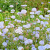 Organic Blue Lace Flower Seeds –