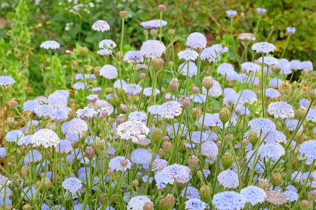 Organic Blue Lace Flower Seeds –