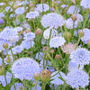 Organic Blue Lace Flower Seeds –