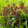 Black Knight Sweet Pea Lathyrus Odoratus Fragrant Flower Vine Seeds – photo 8