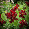 Black Knight Sweet Pea Lathyrus Odoratus Fragrant Flower Vine Seeds – photo 2