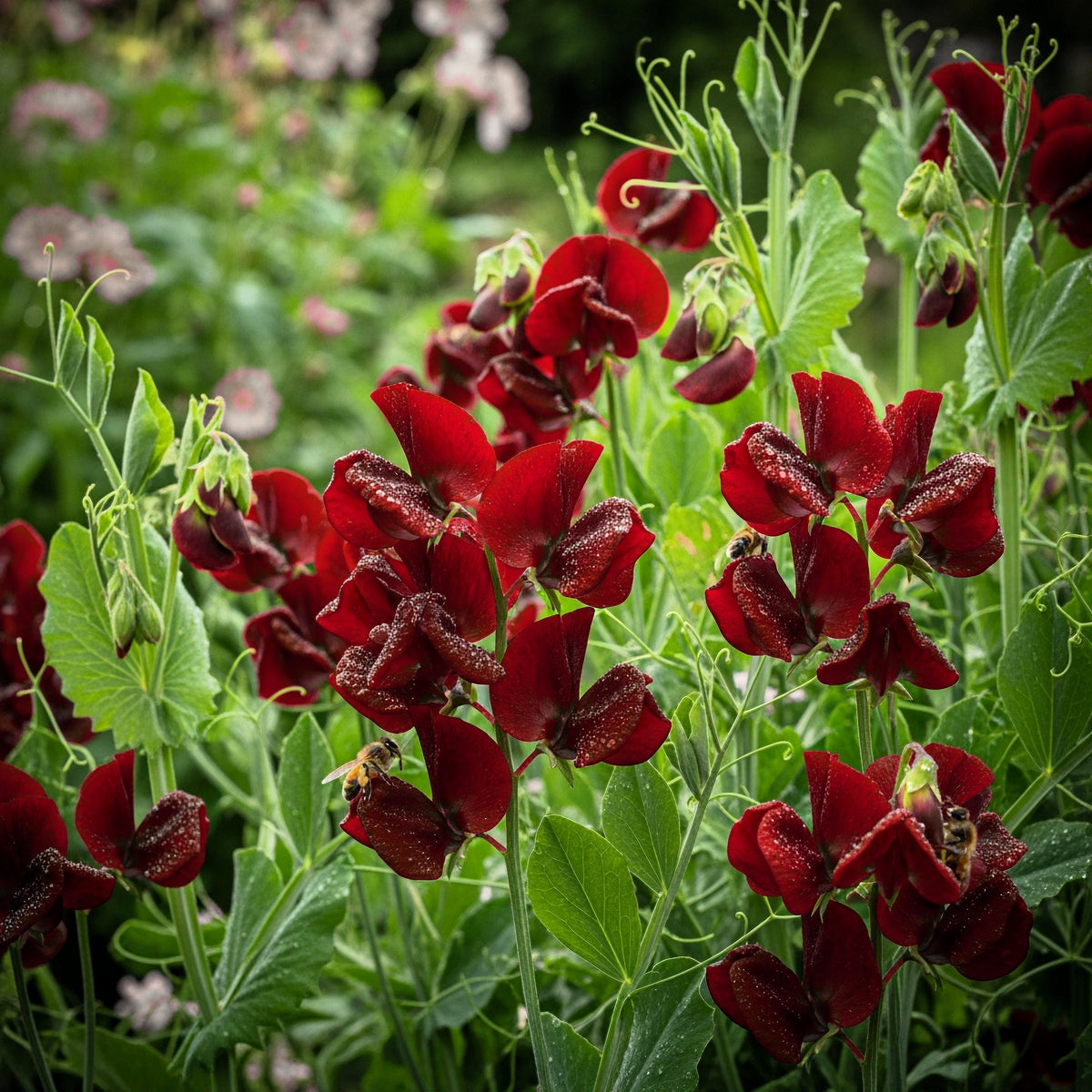 Black Knight Sweet Pea Lathyrus Odoratus Fragrant Flower Vine Seeds – photo 2