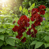 Black Knight Sweet Pea Lathyrus Odoratus Fragrant Flower Vine Seeds – photo 3