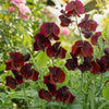 Black Knight Sweet Pea Lathyrus Odoratus Fragrant Flower Vine Seeds – photo 4