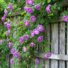 5 PURPLE CLIMBING ROSE Rosa Bush Vine Climber Fragrant Butterfly Flower Seeds