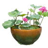 5 BOWL LOTUS Mixed Colors Dwarf Nelumbo Nucifera Aquatic Flower Seeds