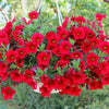 500 Fire Chief RED PETUNIA Nana Compacta Sun Annual AAS Winner Fragrant Hummingbird Flower Seeds