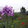 Lilac Pompom Peony Poppy Papaver Laciniatum Purple Pompon Flower Seeds – photo 4