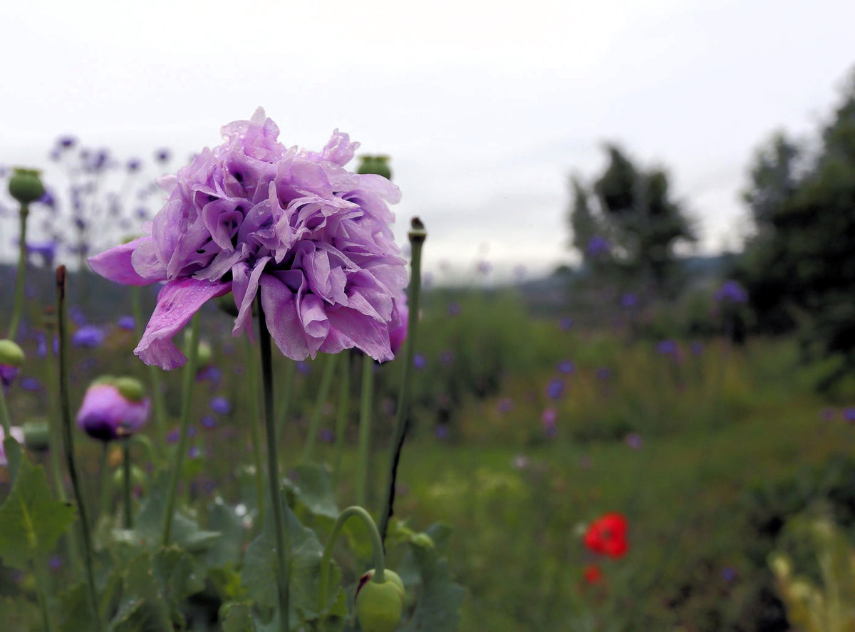 Lilac Pompom Peony Poppy Papaver Laciniatum Purple Pompon Flower Seeds – photo 4