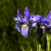 50 MISSOURI IRIS Missouriensis Rocky Mountain Blue Purple Yellow Flower Seeds