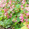 500 BULK HARDY BEGONIA Grandis Rose Pink Perennial Sun - Shade Flower Seeds