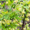 30 HONEYBERRY Blue Honeysuckle Lonicera Caerulea Edible Fruit Shrub Seeds
