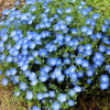 250 BABY BLUE EYES Nemophila Menziesii Fragrant Butterfly Flower Seeds