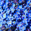 500 Blue FORGET ME NOT Myosotis Sylvatica Shade or Sun Perennial Flower Seeds