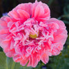 Bombast Rose Peony Poppy Seeds – Papaver Peoniflorum Flower – photo 4