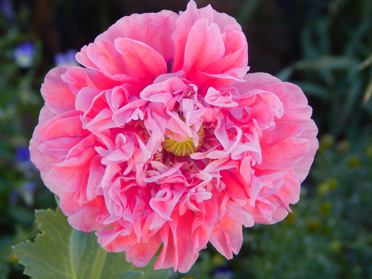 Bombast Rose Peony Poppy Seeds – Papaver Peoniflorum Flower – photo 4