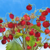 100 ALPINE STRAWBERRY Fragaria Vesca Red Fruit White Flower Seeds