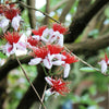 10 PINEAPPLE GUAVA Fruit Acca Guavasteen Brazilian or Fig Guava Feijoa Sellowiana Pink Red Flower Tree Shrub Seeds