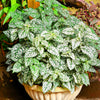 10 Hypoestes Phyllostachya Seeds – Dwarf White Splash Select