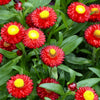 100 Red FIRE BALL STRAWFLOWER Helichrysum Monstrosum Flower Seeds