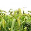 50 LIMELIGHT SPRAY MILLET Light Lime Green Flower Setaria Italica Grass Seeds