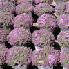 100 Walk On Me CREEPING THYME Thymus Serpyllum Herb Flower Seeds