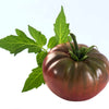 50 CHOCOLATE STRIPES TOMATO Brown with Green Lycopersicon Fruit Vegetable Seeds