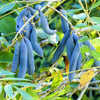 7 BLUE SAUSAGE FRUIT Edible & Ornamental Decaisnea Fargesii Tree Shrub Seeds