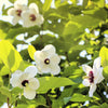 10 OYAMA MAGNOLIA TREE White Pink Flower Pink Pod Sieboldii Siebolds Shrub Seeds
