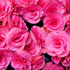 10 BRIGHT PINK DOUBLE BEGONIA Tuberosa Tuberous Begonia Shade Flower Seeds