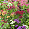 500 MIXED SUMMER YARROW Achillea Millefolium Red Pink White Gold Peach Herb Flower Seeds
