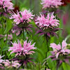 20 Dwarf PINK BEE BALM Monarda Bradburiana Eastern Beebalm Herb Flower Seeds