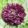 250 BLACK Swan PEONY POPPY Papaver Somniferum Dark Burgundy Double Flower Seeds
