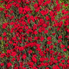 100 RED CARDINAL DIANTHUS Deltoides Flower Seeds