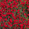 550 MAIDEN PINKS Mixed Colors Dianthus Deltoides Flower Seeds