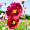 300 RED COSMOS DAZZLER Cosmos Bipinnatus Flower Seeds