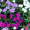 550 MAIDEN PINKS Mixed Colors Dianthus Deltoides Flower Seeds