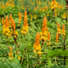 35 CANDLE BUSH Cassia Alata Senna Emperor's Candletree Empress Candlebush Candelabra Golden Ringworm Shrub Yellow Orange Flower Seeds