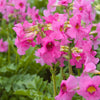10 Cheron PINK HARDY GLOXINIA Incarvillea Delavayi Flower Seeds