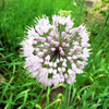 10 WHITE ALLIUM Neapolitanum Flowering or Naples Onion, Neopolitan or Daffodil Garlic Ornamental Flower Seeds