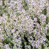 30 ORANGE THYME Orangelo Thymus Vulgaris Fragrantissimus Culinary Herb Seeds