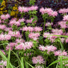 20 Dwarf PINK BEE BALM Monarda Bradburiana Eastern Beebalm Herb Flower Seeds