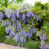 5 JAPANESE WISTERIA Floribunda Flower Purple Ornamental Vine Climber Seeds