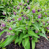 10 TRUE COMFREY Comphrey Symphytum Officinale Herb Seeds Purple Flowers