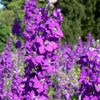 100 MIXED COLORS VERBASCUM Verbascum Phoeniceum Flower Seeds